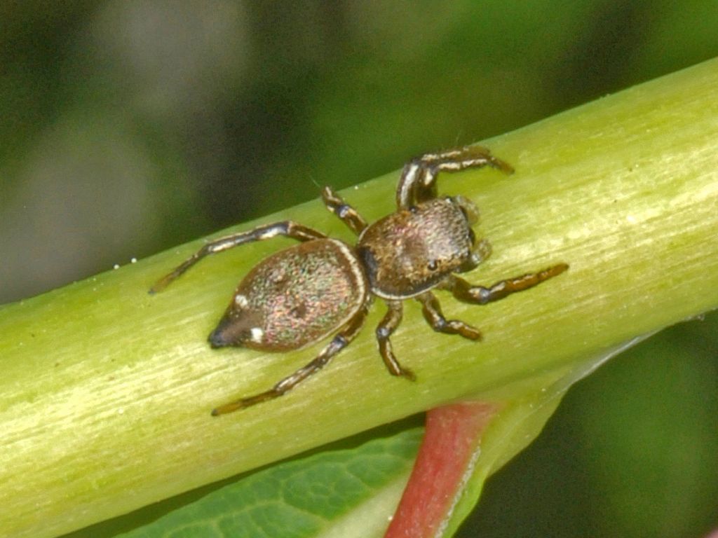 Heliophanus sp., maschio - La Thuile (AO)